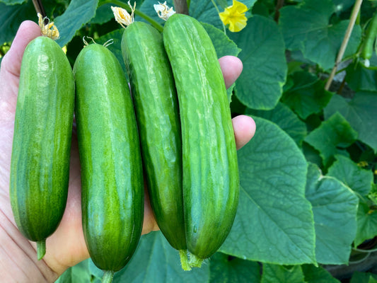 10x Cucumber Mini Munch Seeds - Grow Indoors & Outdoors - Vegetable