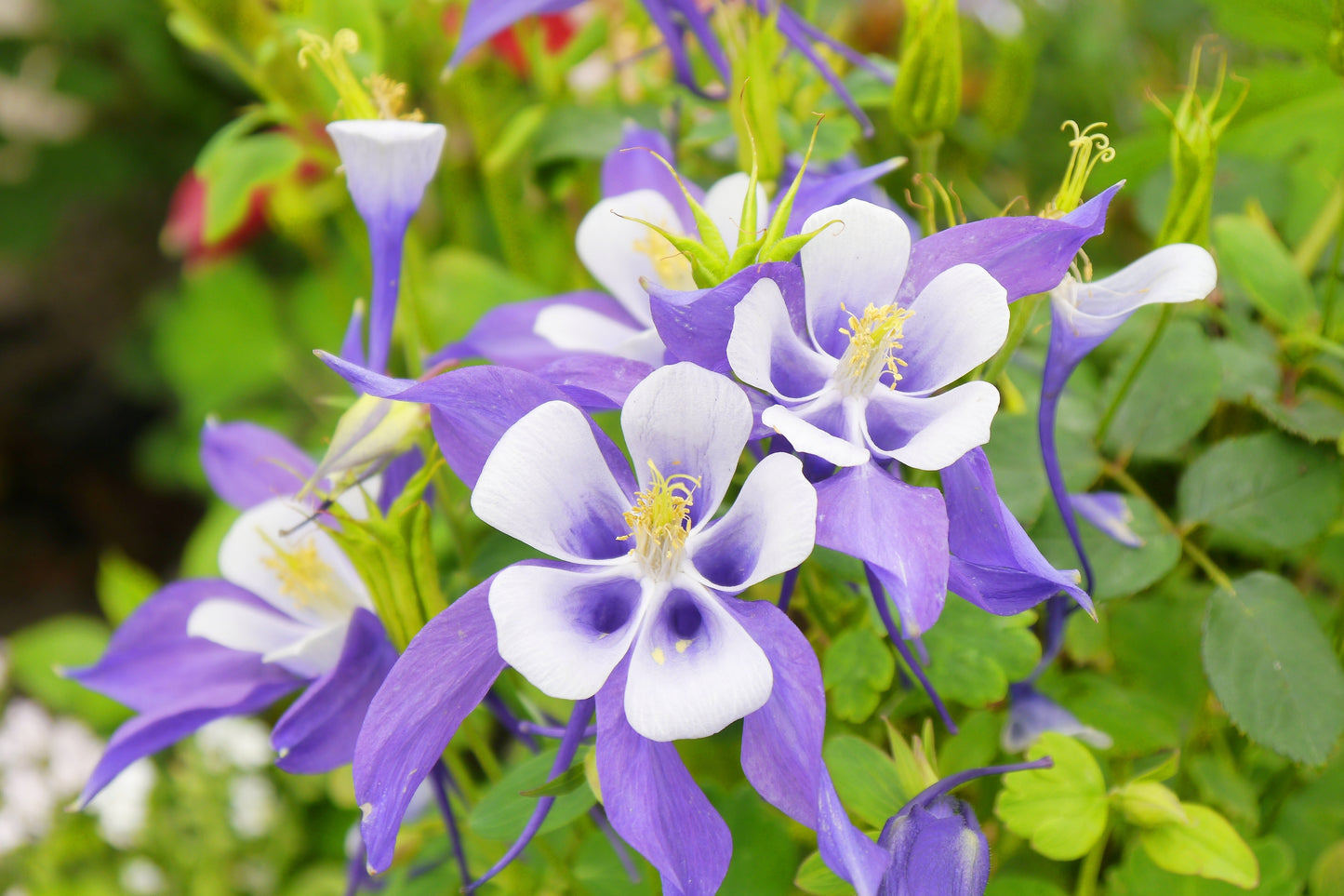 100x Blue Star Aquilegia Caerulea Columbine Seeds - Perennial - Flower