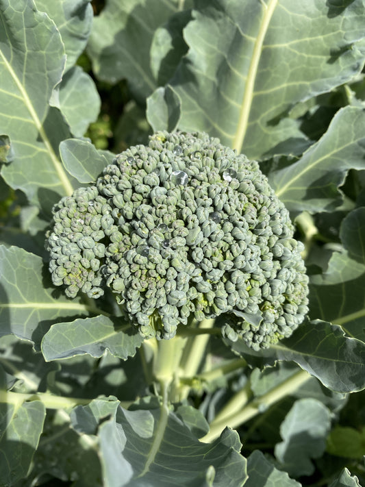 Calabrese Italian Broccoli Green Sprouting -  500x seeds - Vegetable