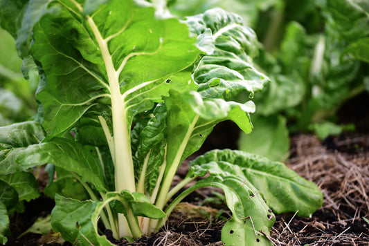 Swiss Chard Fordhook Giant  - 120x seeds - Vegetable