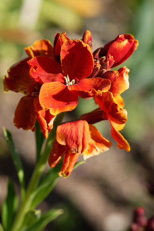 1200x Wallflower Fire Seeds - Flower - Finest Seeds