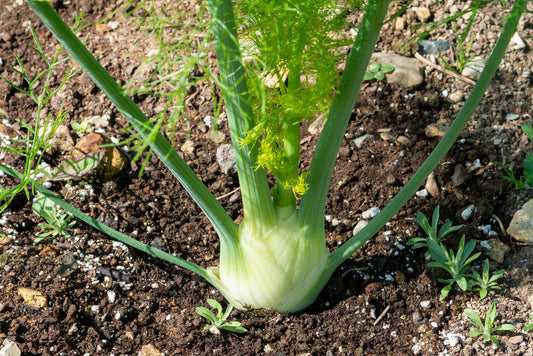 350x Florence Fennel Zefa Fino Seeds - Herb