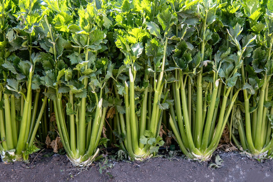 Celery Seeds - Qty 1200 - Golden Self Blanching - Vegetable Seeds