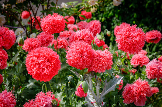 Red Peony Poppy Papaver Paeoniflorum - 600x seeds - Flower