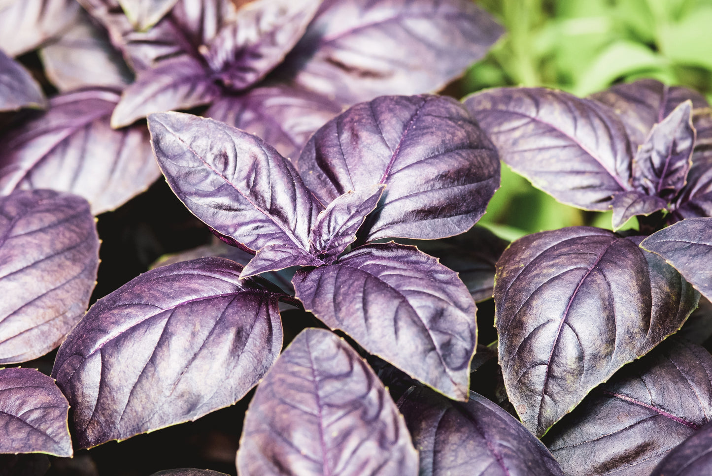 Basil Red Rubin Ocimum Basilicum - 910x seeds - Herb