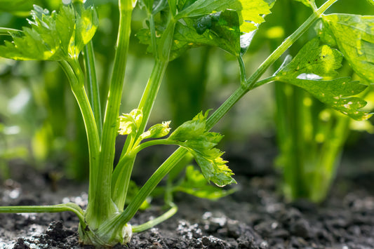 1500x Celery Utah Seeds - Vegetable