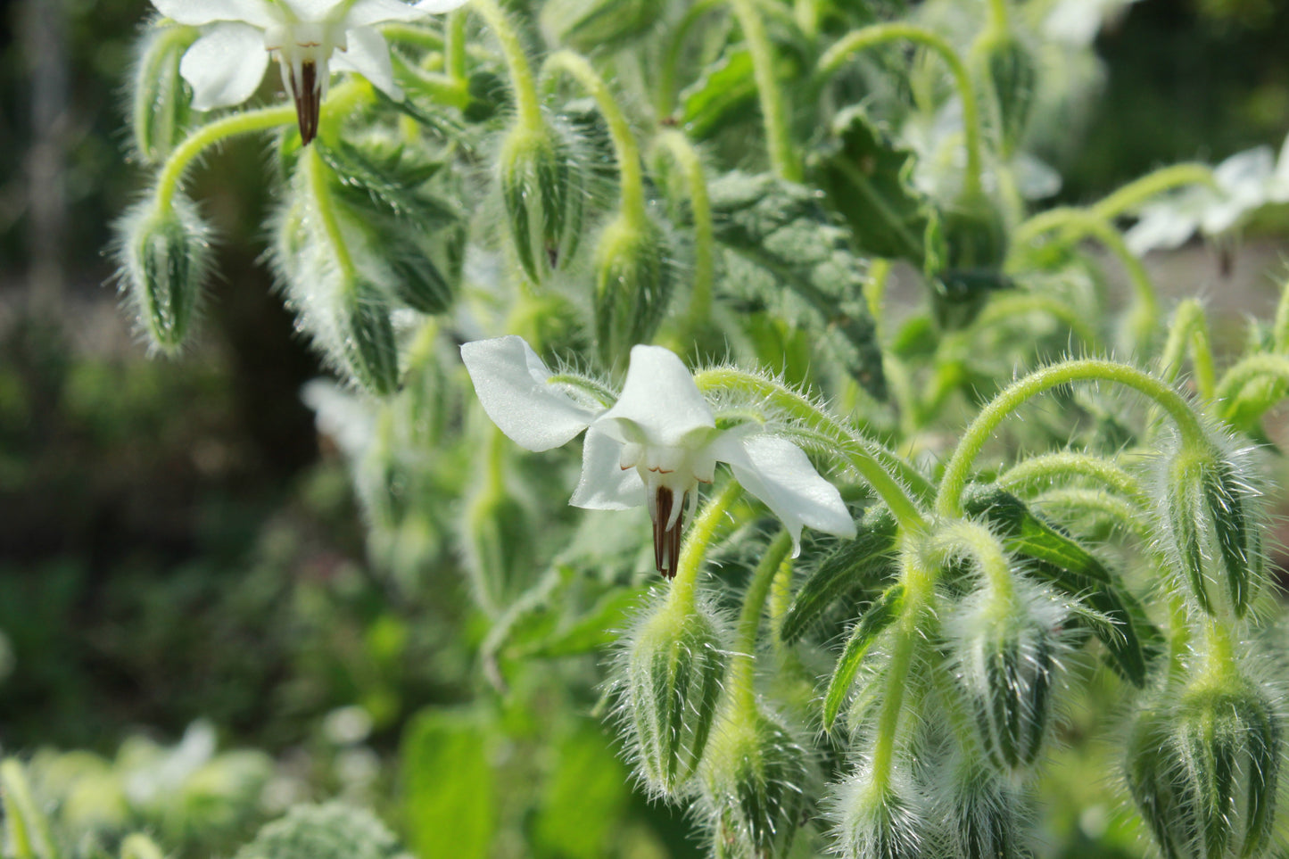 Borage White - 60x Seeds - Herb