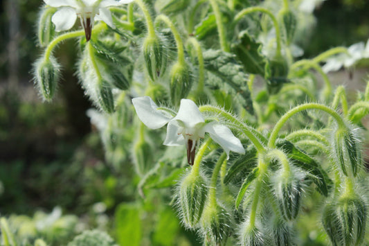 Borage White - 60x Seeds - Herb