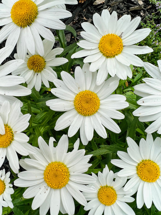 English Daisy Chrysanthemum - 100x Seeds - Giant Hardy Perennial Flower