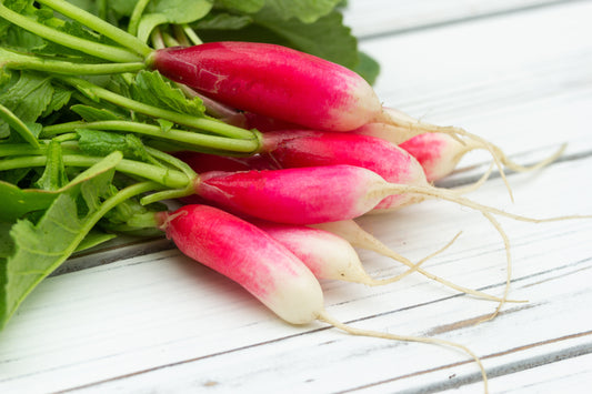 Radish China Rose Winter - 250x seeds - Vegetable