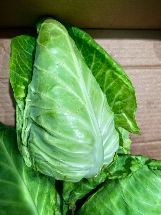 Green Cabbage Wheelers Imperial x 800 Seeds Heritage Sweetheart Vegetable