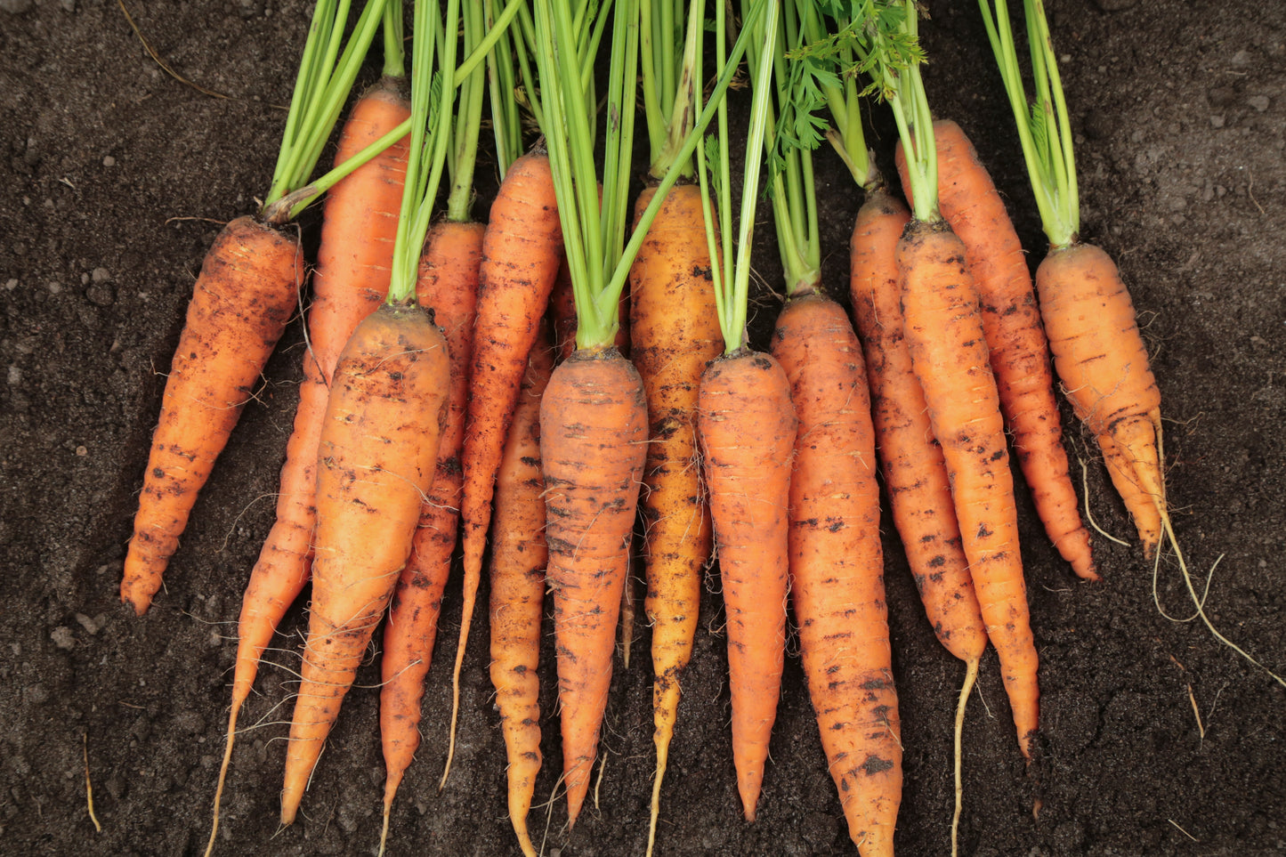 1000 carrot autumn king Seeds, vegetable Garden Fruit Plant, Rare UK