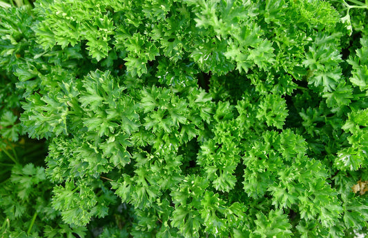 Italian Parsley Triple Moss Curled - 700x Seeds - Herb