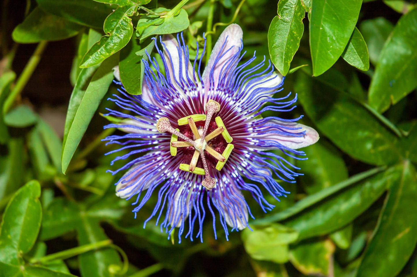 Passion Fruit Flower - Passiflora - 10x Seeds