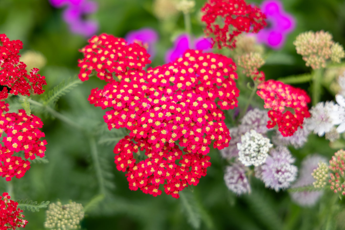 Achillea Millefolium Rubra Red - 3100x seeds - Perennial