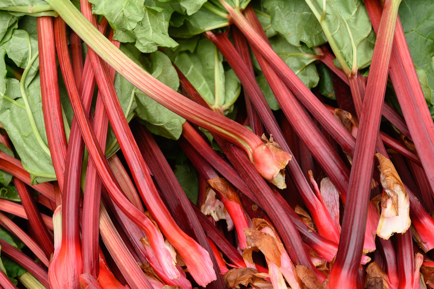 Rhubarb Victoria - 70x Seeds - Vegetable