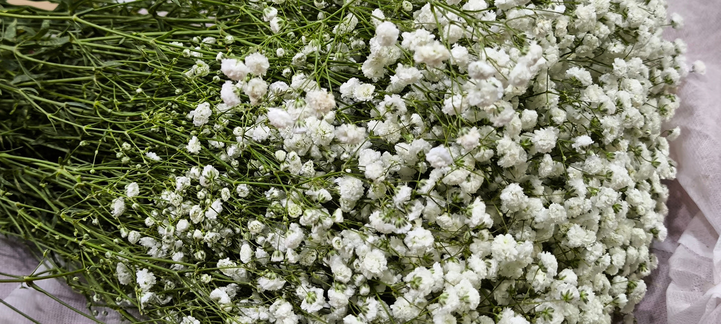 1000x Gypsophila Single Alba Perennial Flower Seeds