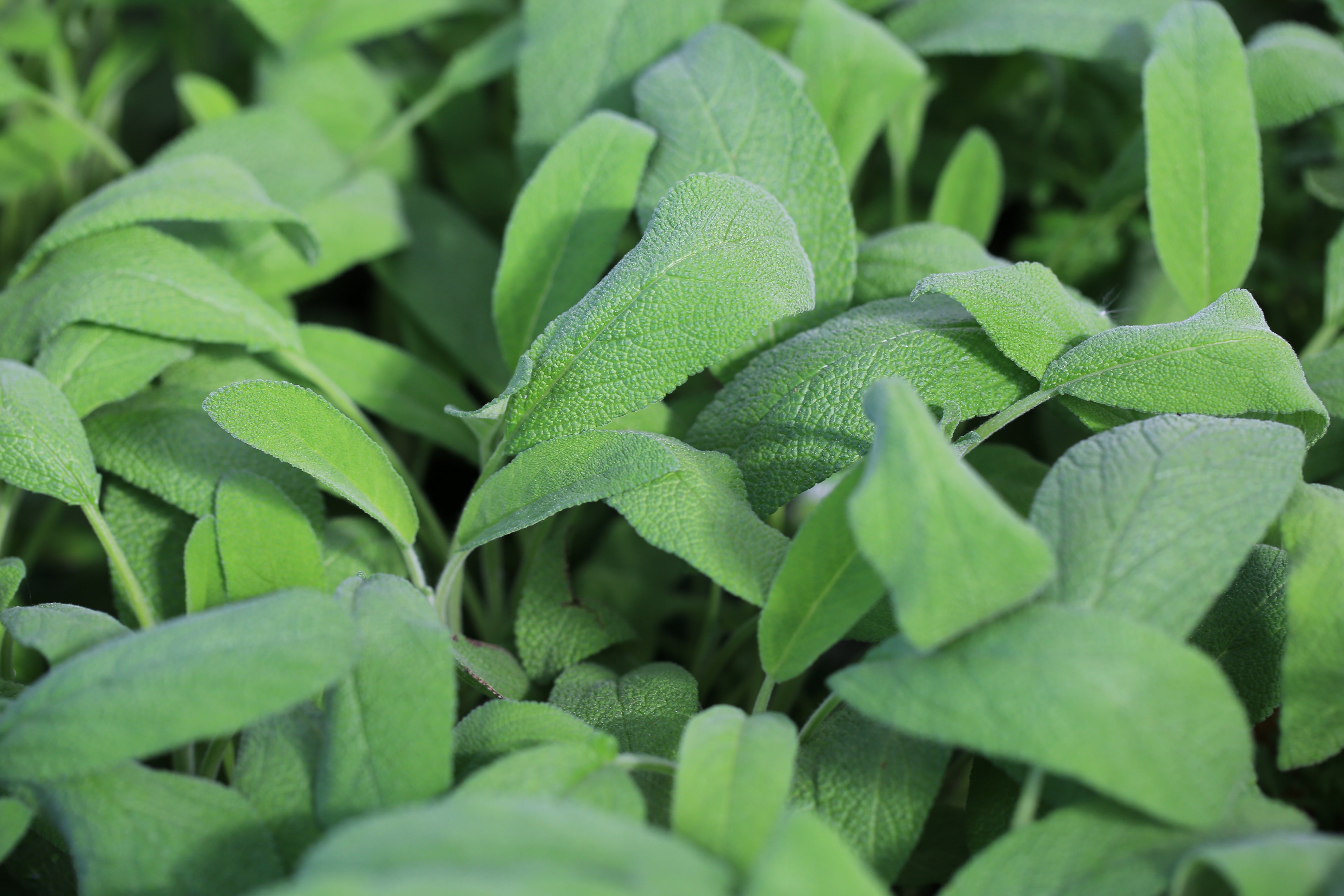 Broadleaf Sage Roots 50x Sage Broad Leaved Salvia Officinalis Seeds - Herb – Yorkshire Seeds