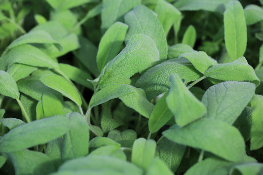 50x Sage Broad Leaved Salvia Officinalis Seeds - Herb