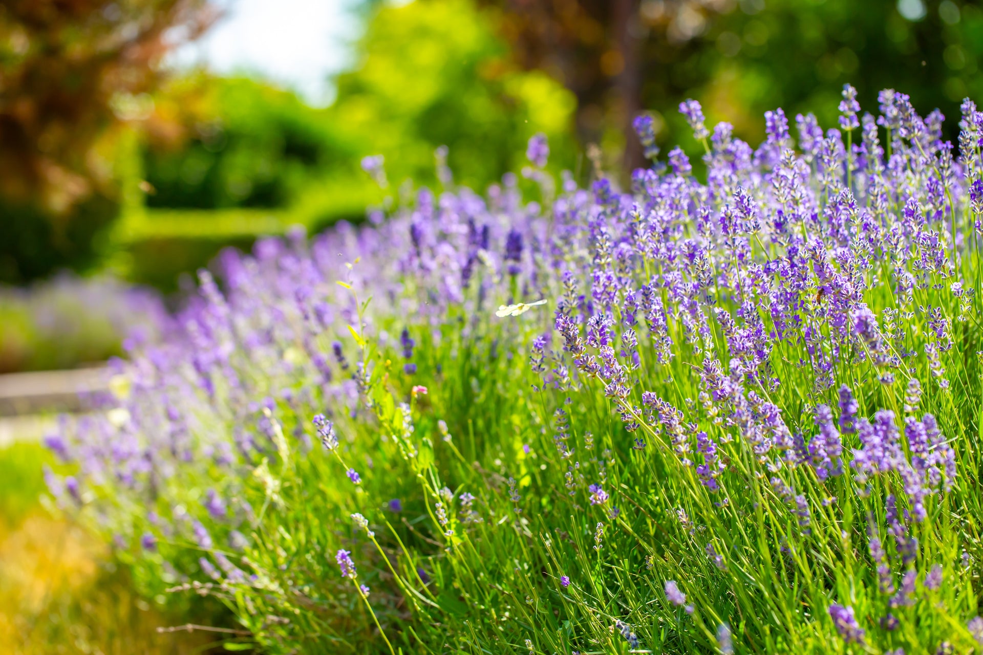 buy lavender plants uk Lavender Common English 1200 Seeds – Yorkshire Seeds