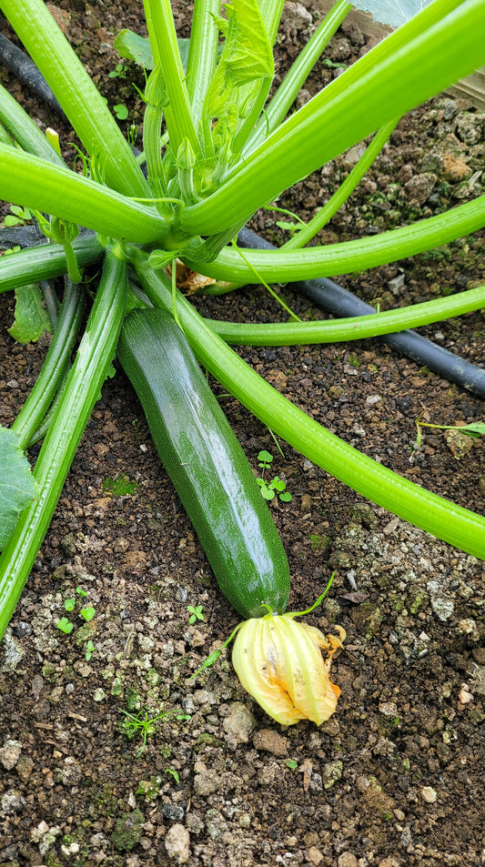 10x Courgette Black Beauty - Vegetable Seeds