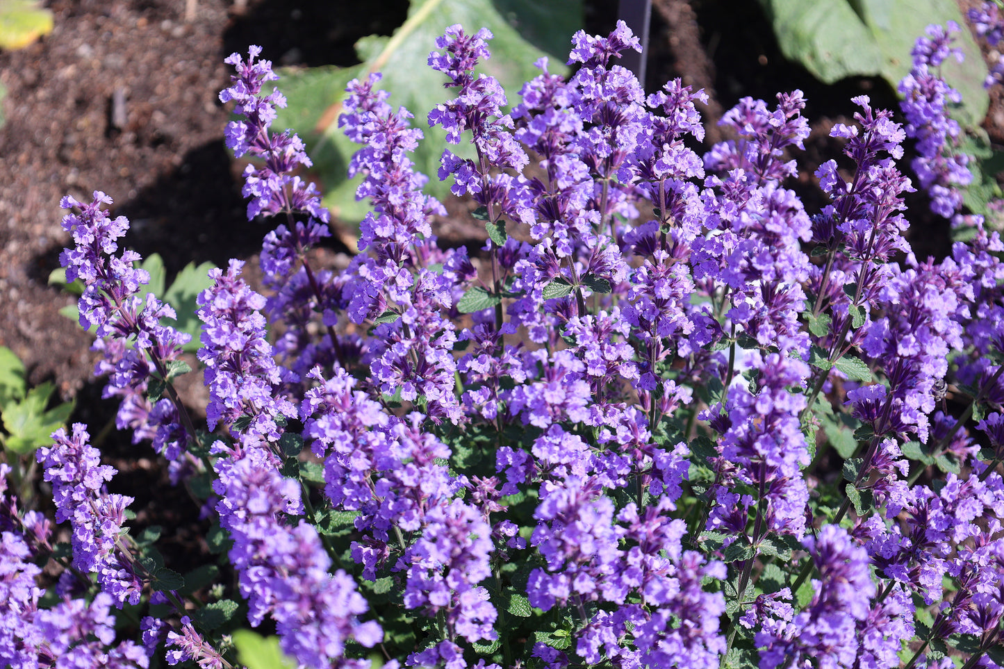 Catmint Catnip - 350x Seeds - Perennial Flower