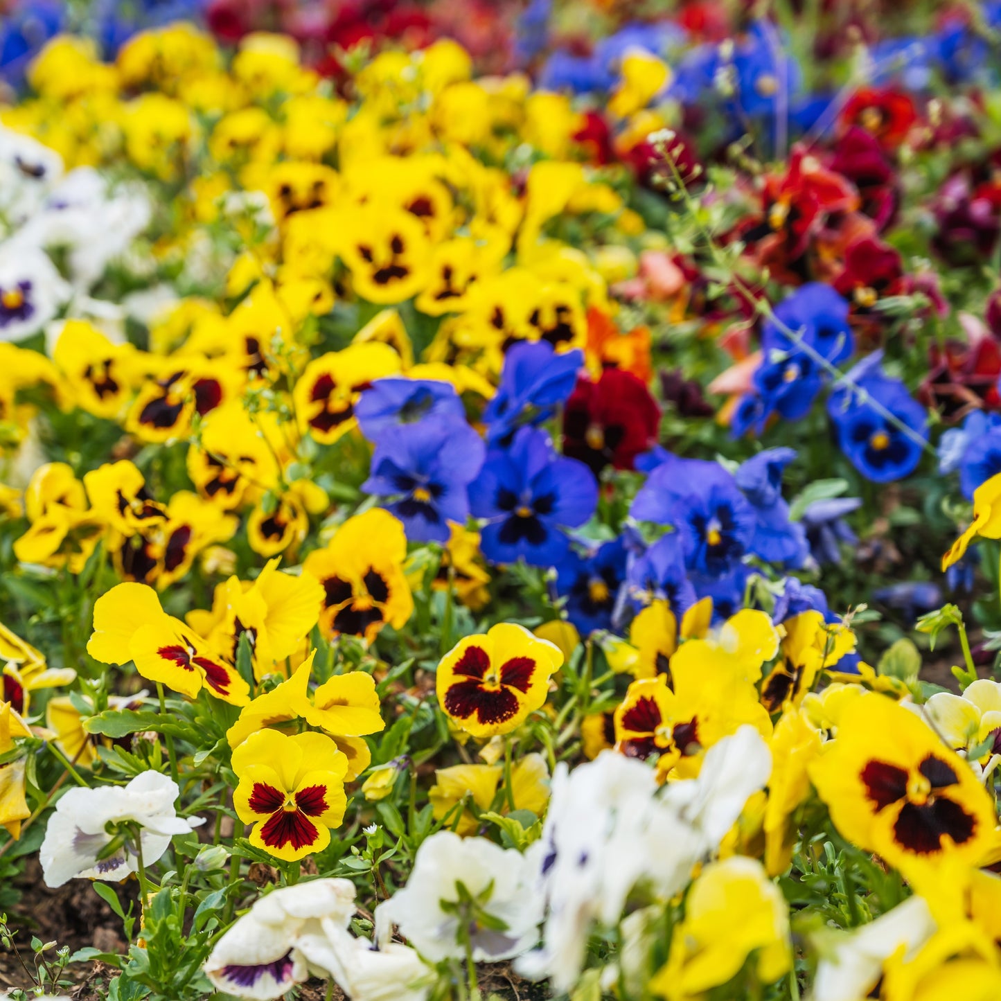 30x Pansy Trailing Winter Cool Wave Mix Seeds - Flower