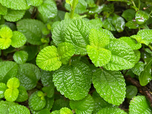 Peppermint Mentha Piperita - 500x seeds - Herb