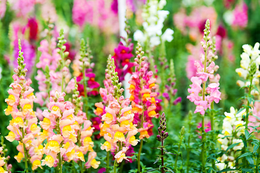 500x Antirrhinum Snapdragon Tetra Mixed Flower Seeds