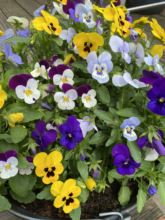 Pastel Giant Mixed Frilly Pansy - 60x Seeds -  Grow in Pots & Baskets - Flowers