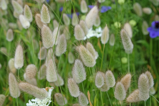 Ornamental Grass Bunny Tails - lagurus ovatus - 650x Seeds -  Flower