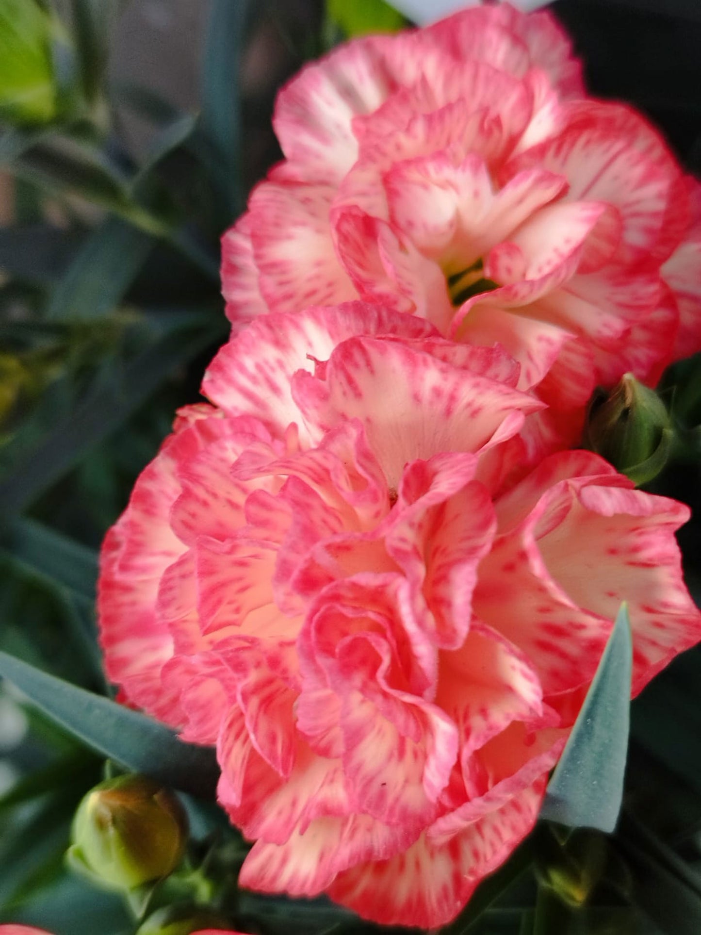 Carnation Double Striped 360x Seeds - Flower