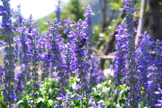 Salvia Farinacea Blue Perennial - 30x Seeds - Flower