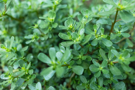 500x Organic Purslane Winter Miners Salad Lettuce Seeds - Vegetable