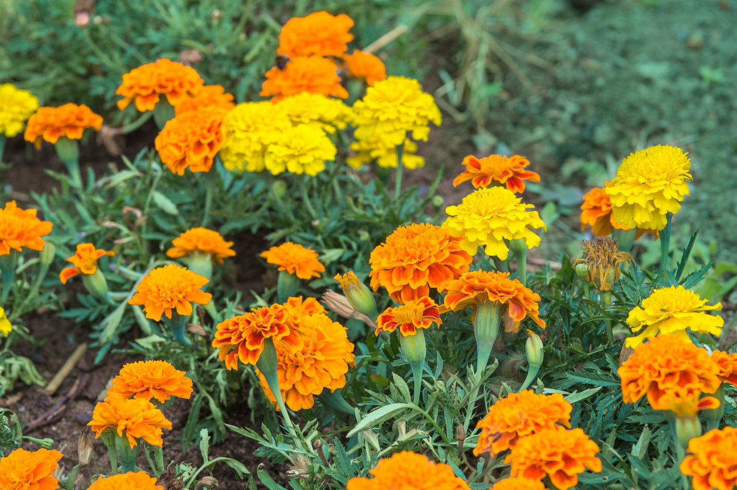 Marigold Dwarf French Mix - 410x Seeds - Flower