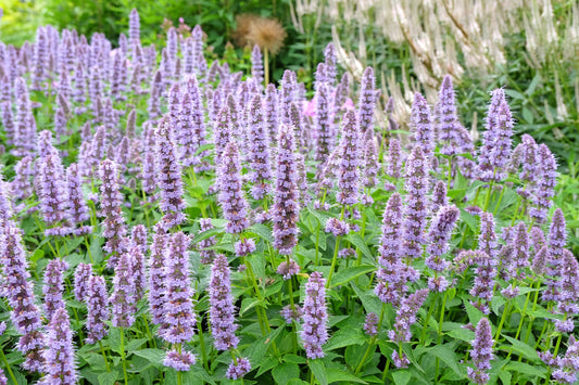 600x Herb Hyssop Seeds - Perennial