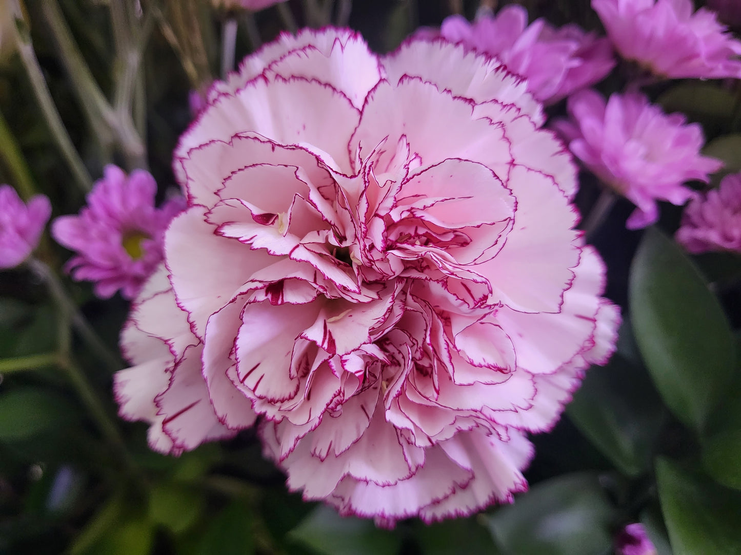 Carnation Chabaud Mixed 400x Seeds - Flower