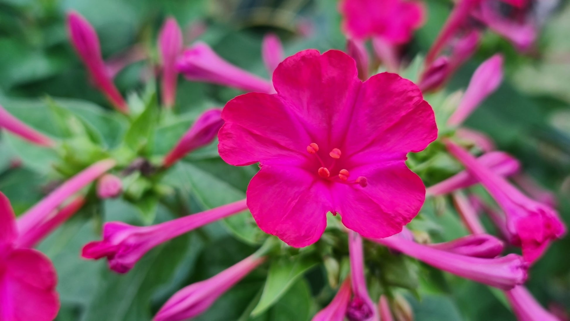 fluorescent flower seeds Four O'clock Flower Violet Pink - 10x Seeds - Fluorescent