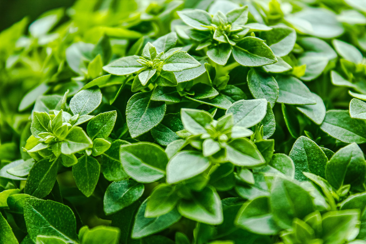 700x Basil Dwarf Greek Seeds - Herb