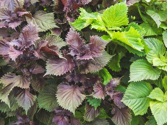 Perilla Shiso Green & Red - 500x Seeds - Herb