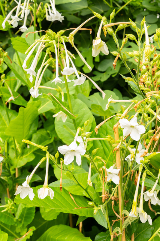 5500x Nicotiana Sylvestris Woodland Tobacco Annual Flower Seeds