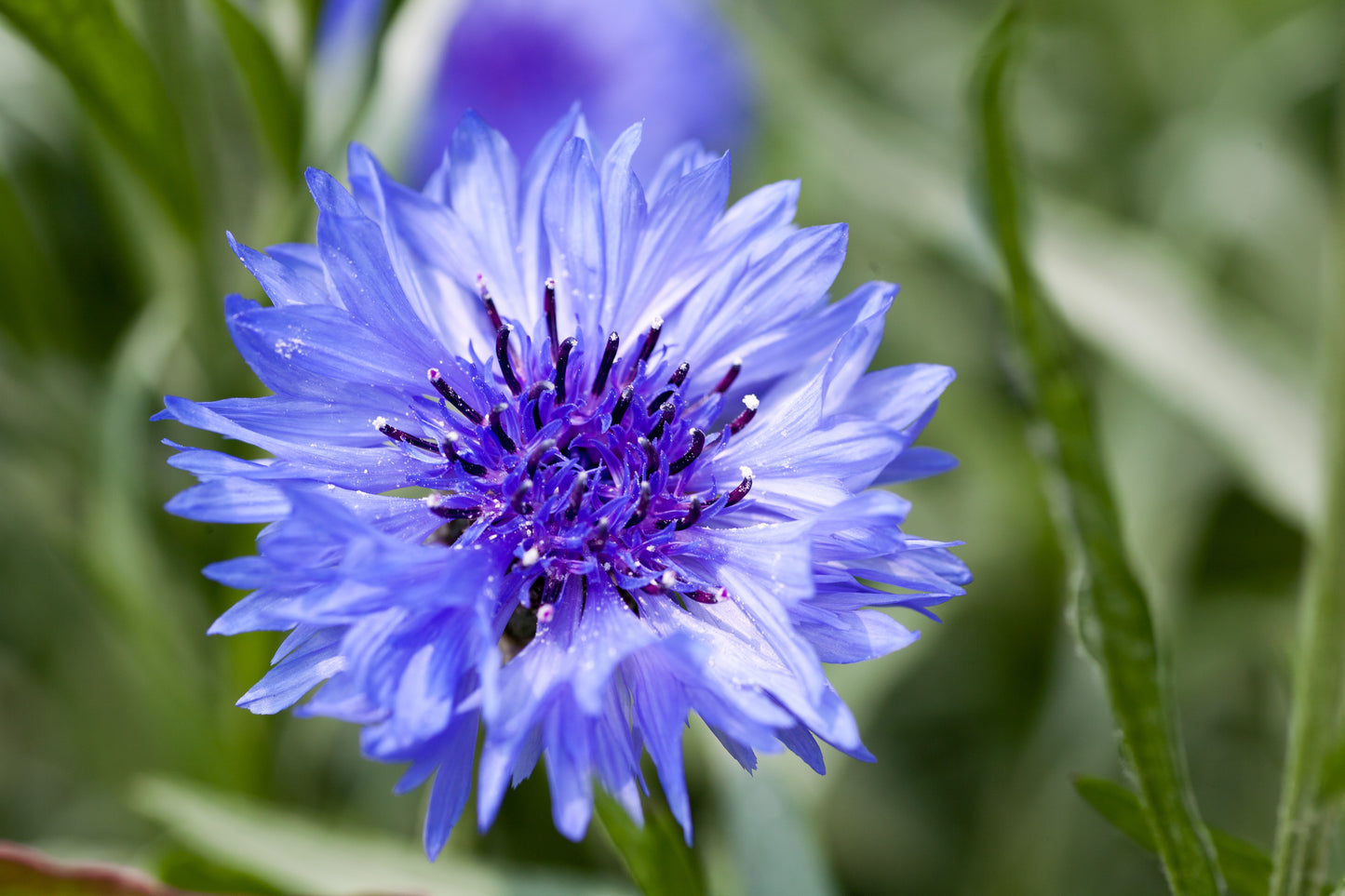 Cornflower Centaurea Blue Boy - 50 Seeds - Large Double Annual Flower Seeds