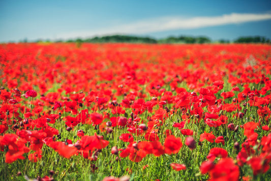 Corn Red Field Poppy Papaver Rhoeas - 5,000x Seeds - Flanders - Flower