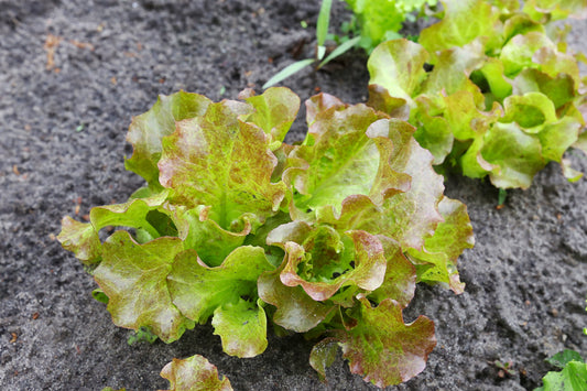 700x Lettuce Brune D'Hiver Red Winter Seeds - Vegetable