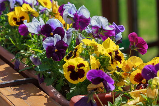 Frilly Giant Winter Viola Pansy Mix - 60x Seeds - Flowers