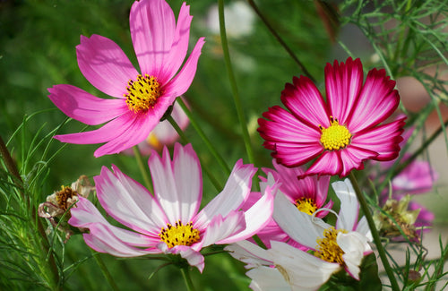 Cosmos Candy Stripe - 100 seeds - Flower