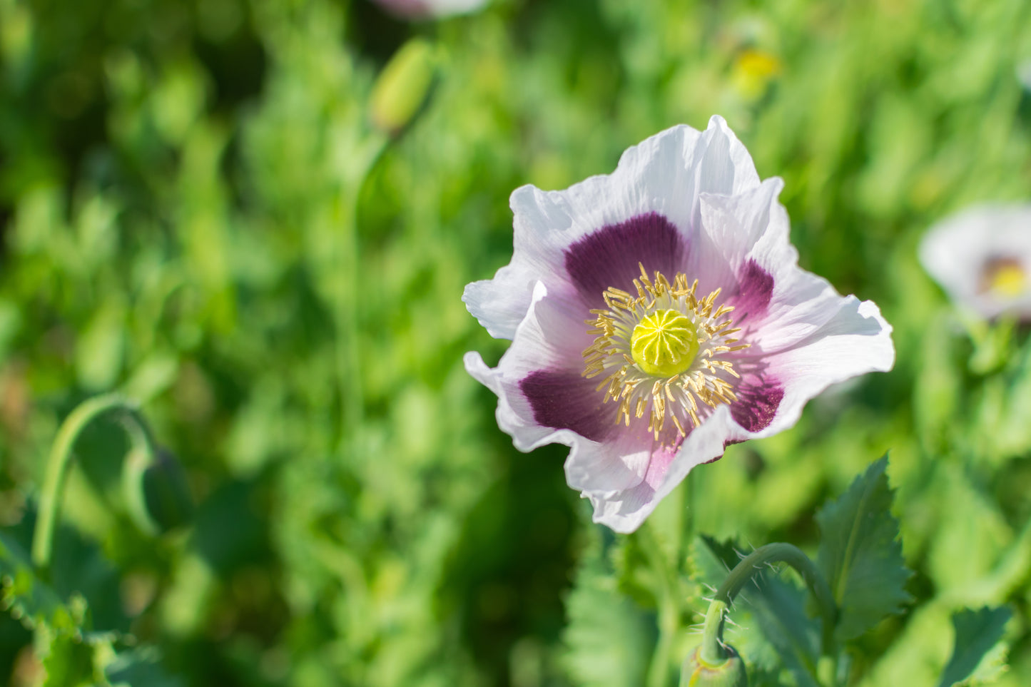 Poppy Blue Moon Papaver Somniferu 700x seeds -Flower