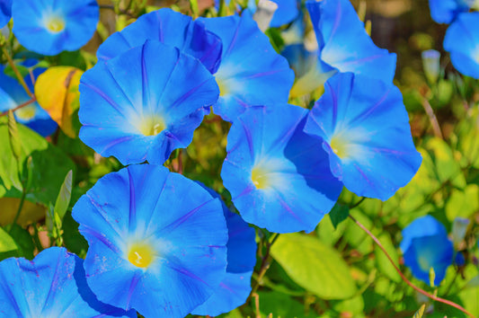 100x Flower Morning Glory Ipomoea Heavenly Blue Seeds