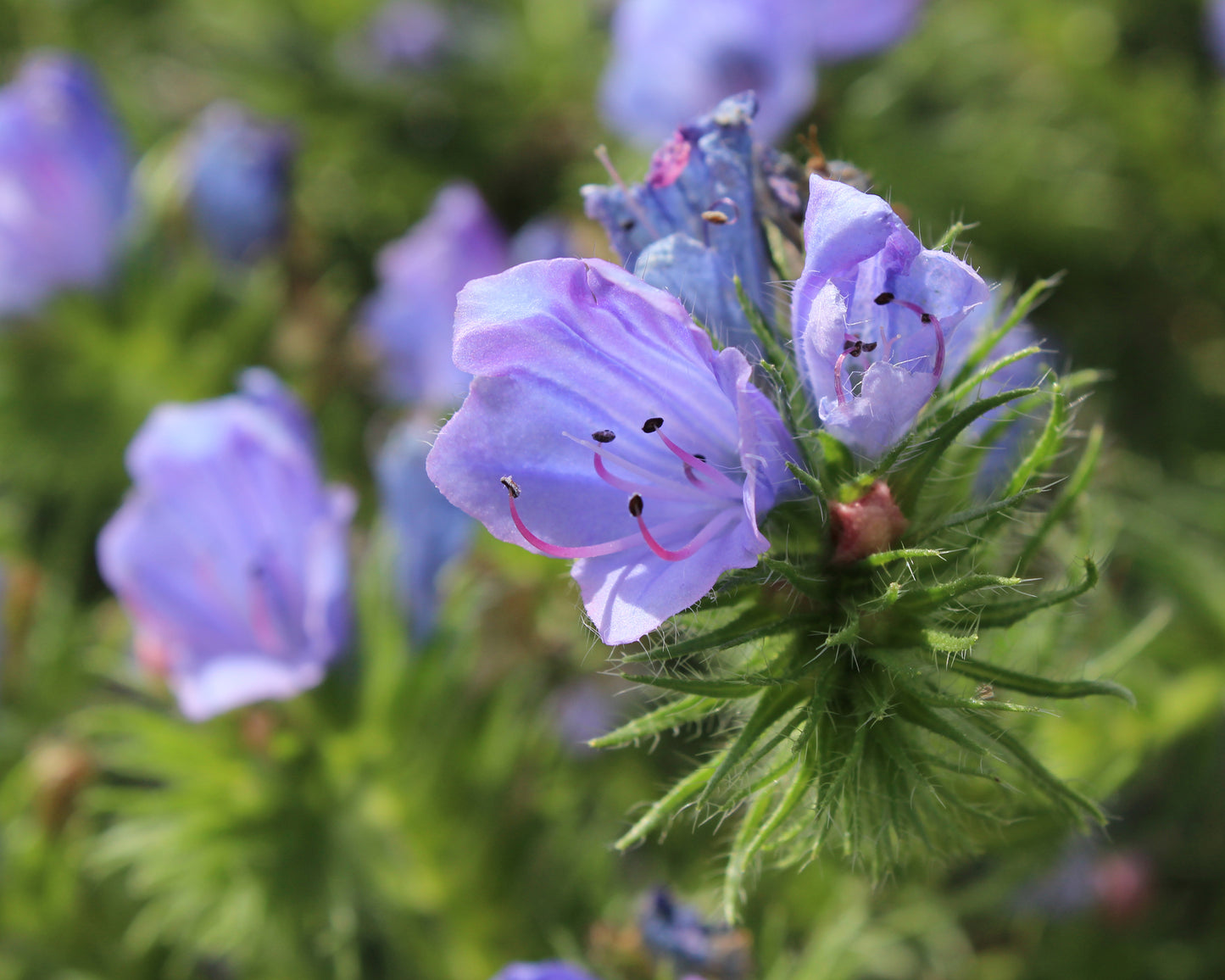 280x Echium Blue Bedder Hardy Seeds - Flower