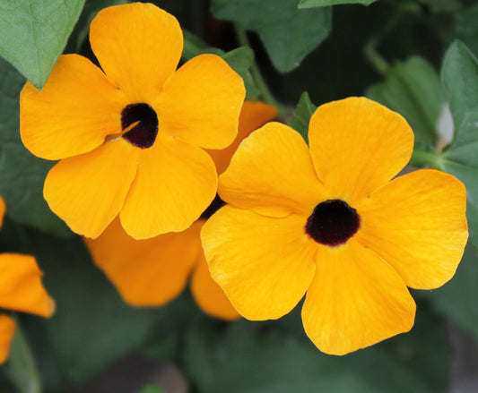 Thunbergia Black Eye Susan - 15x Seeds - Alata Mix